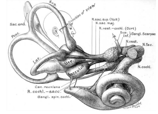Gray's Anatomy diagram of the inner ear, showing semi-circular canals of the vestibular system and the cochlea